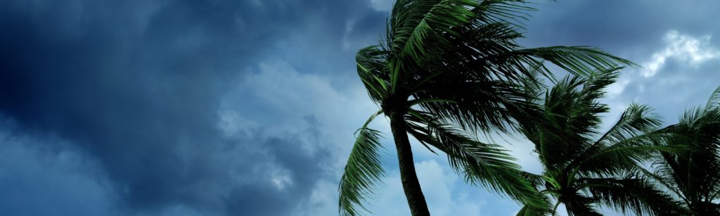 photo of palm tree surviving strong winds.