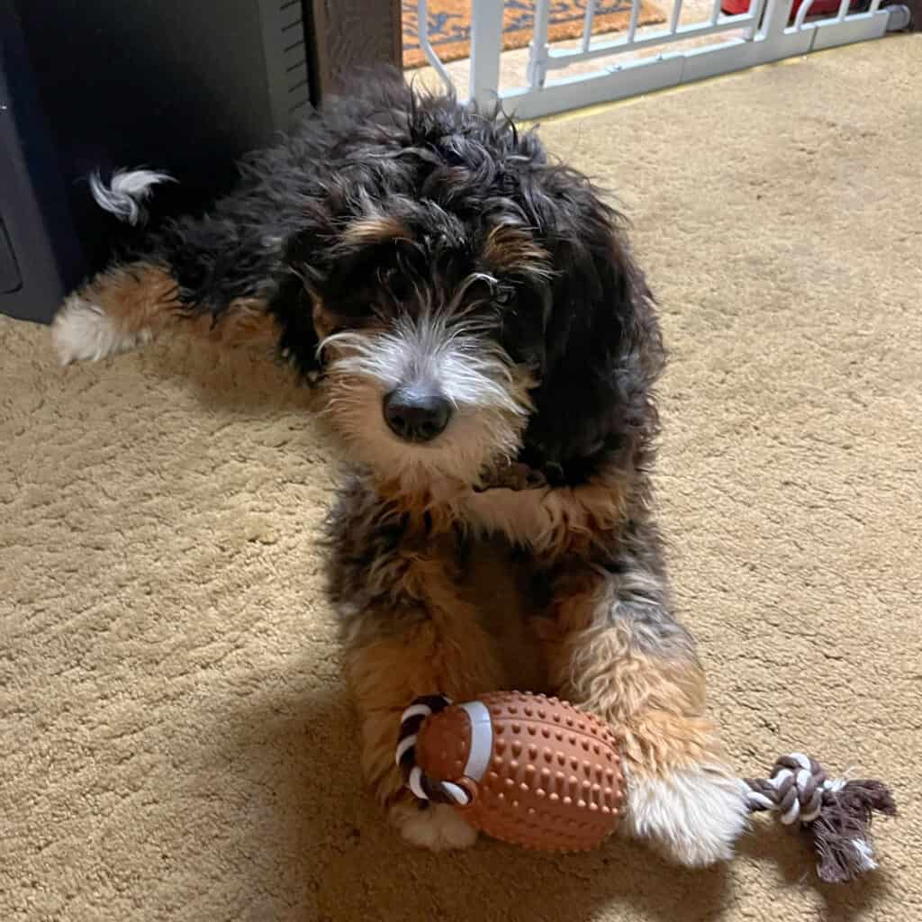 A dog playing with a toy on the floor.