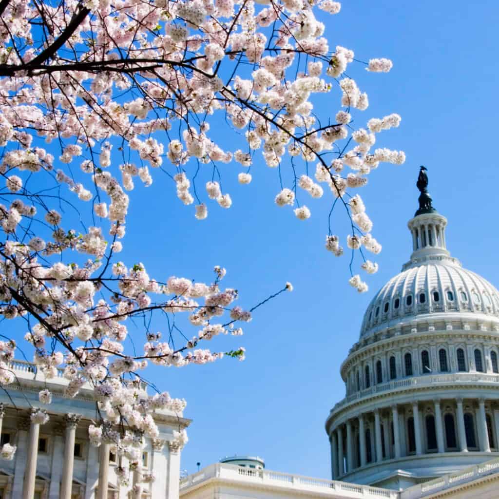 Travel nursing in Washington DC for spring, cherry blossoms